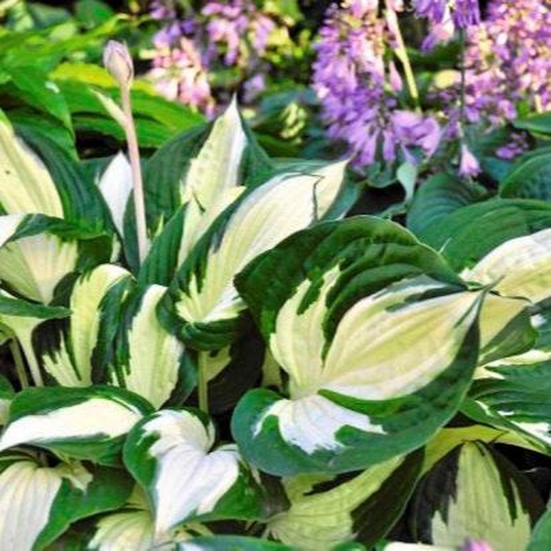 Plantain Lily Hosta Reversed (3Ltr Pot)