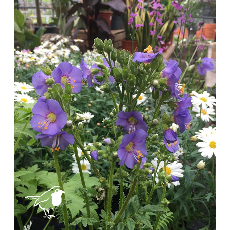 Polemonium cae. Bambino Blue