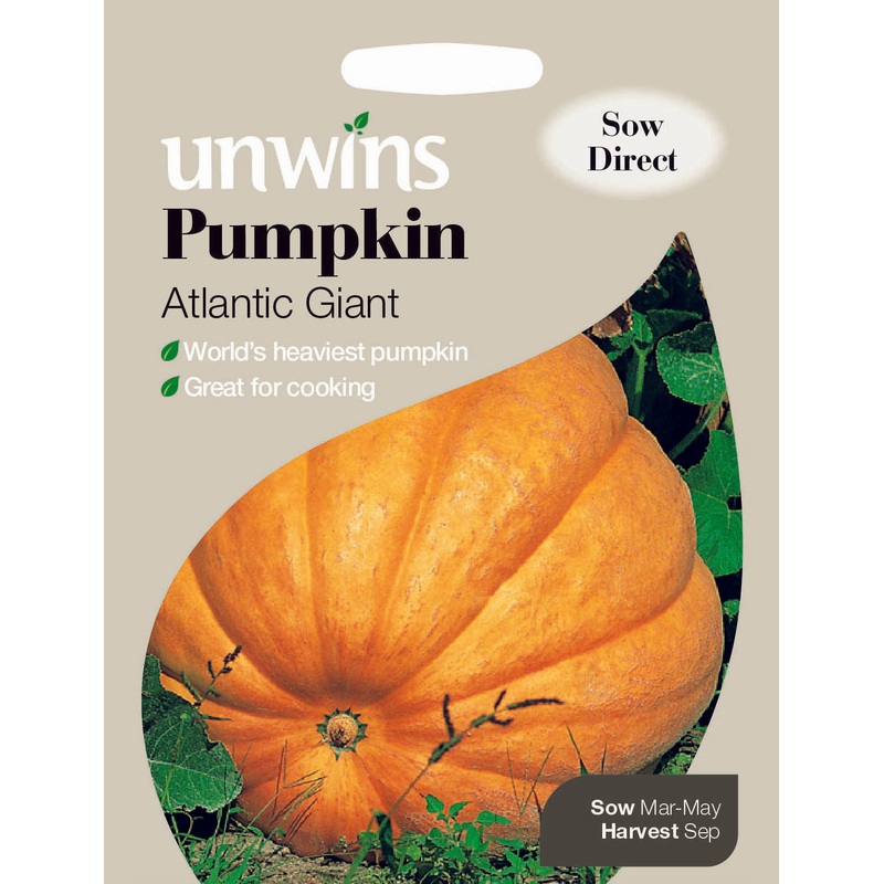 Pumpkin Atlantic Giant