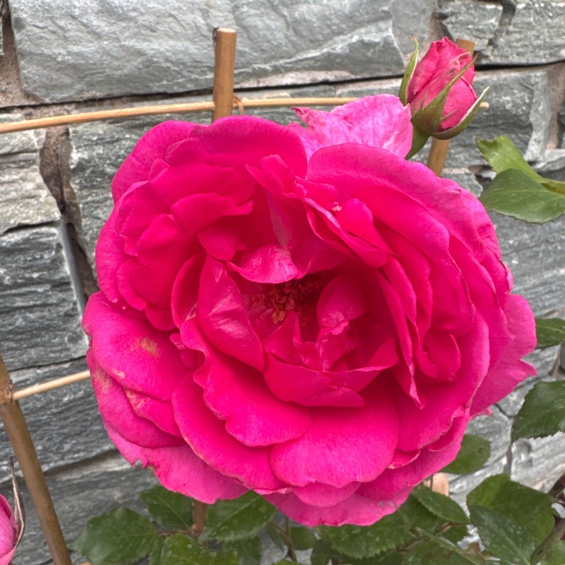 Rosa Pink Cloud 4.5lt pot