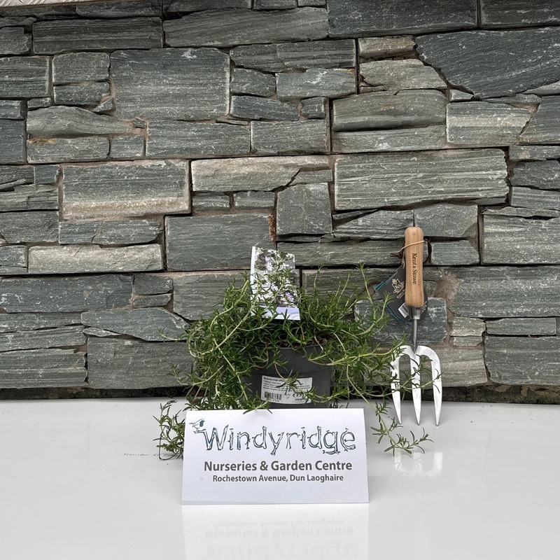 Rosmarinus officinalis Caprii  2 Ltr pot