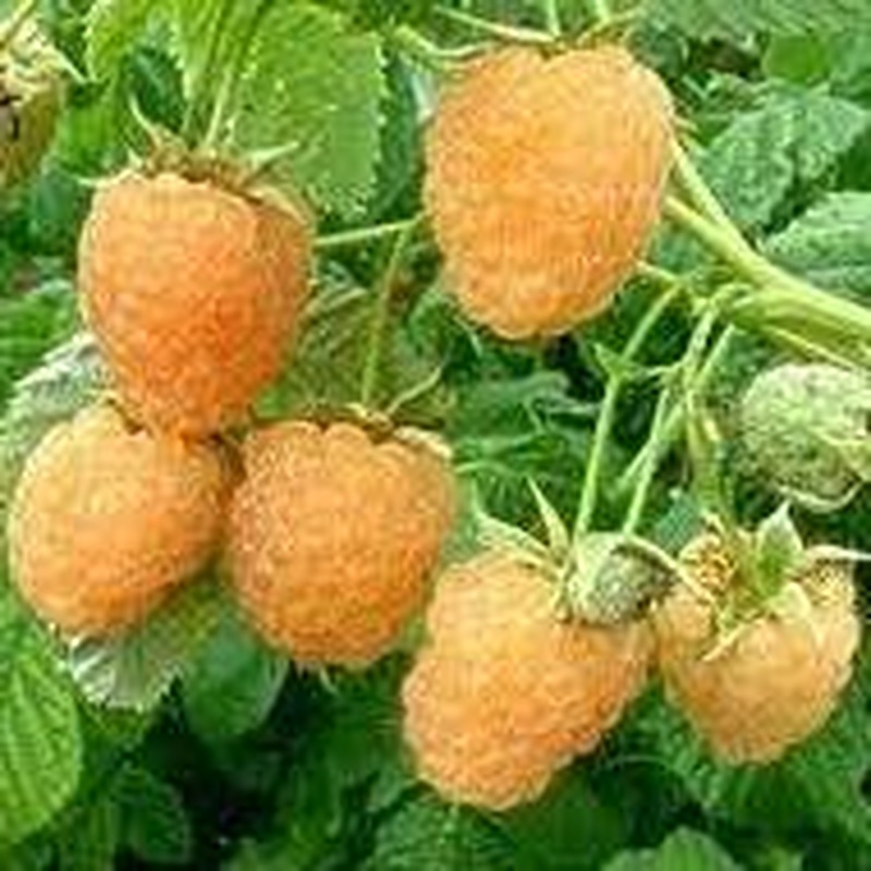 Rubus idaeus Fallgold