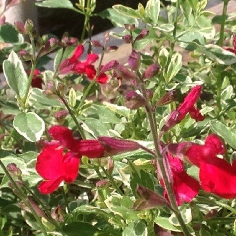 Salvia Caramba 3ltr pots