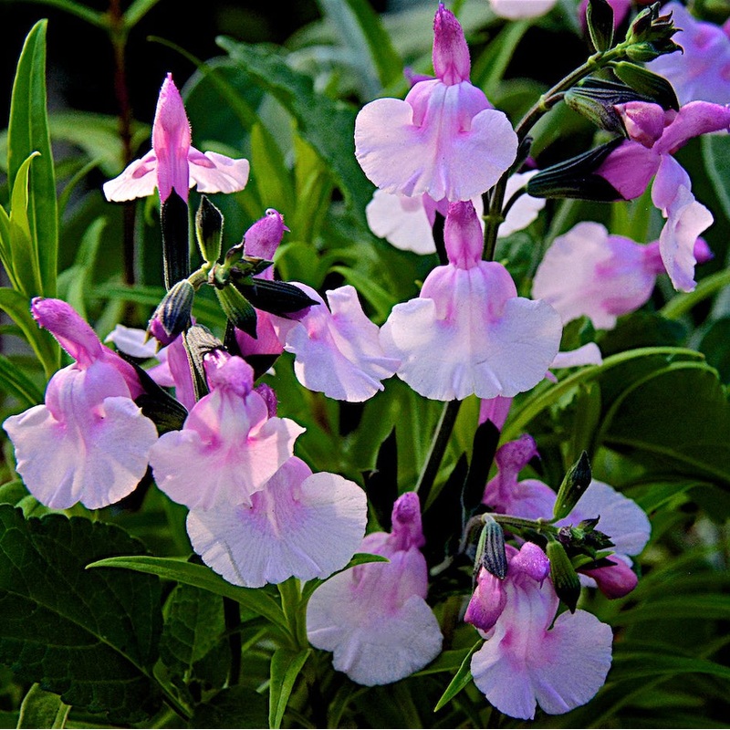 SALVIA greggii Angel Wings 3Ltr Pot