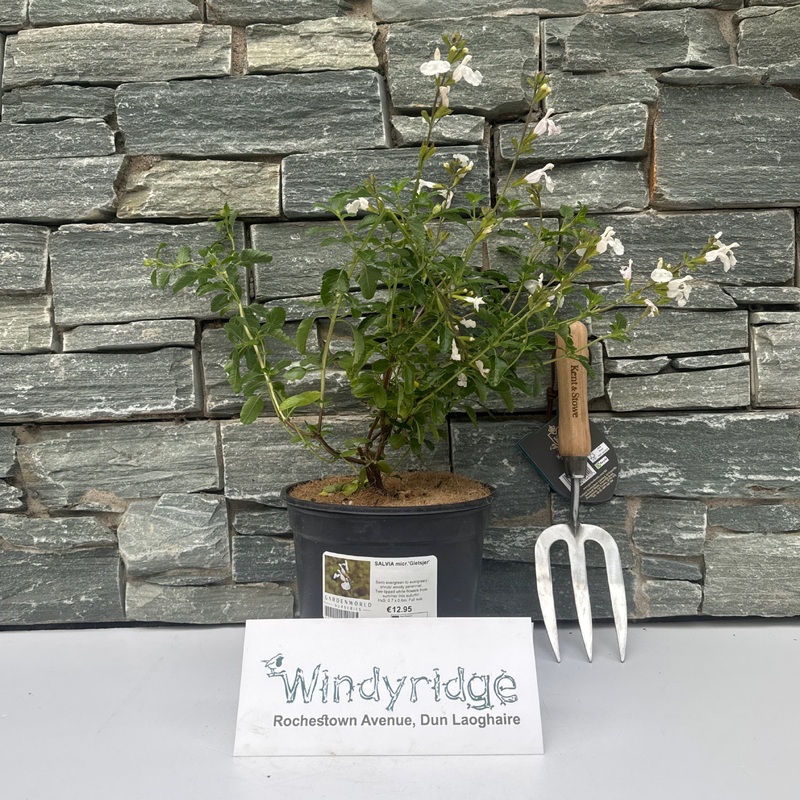 SALVIA micr.Gletsjer 3Ltr Pot