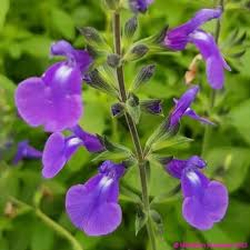 SALVIA micro. Delice Feline 3Ltr Pot