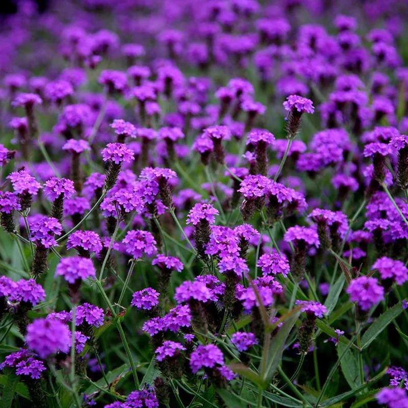 Verbena rigida 3lt Pot
