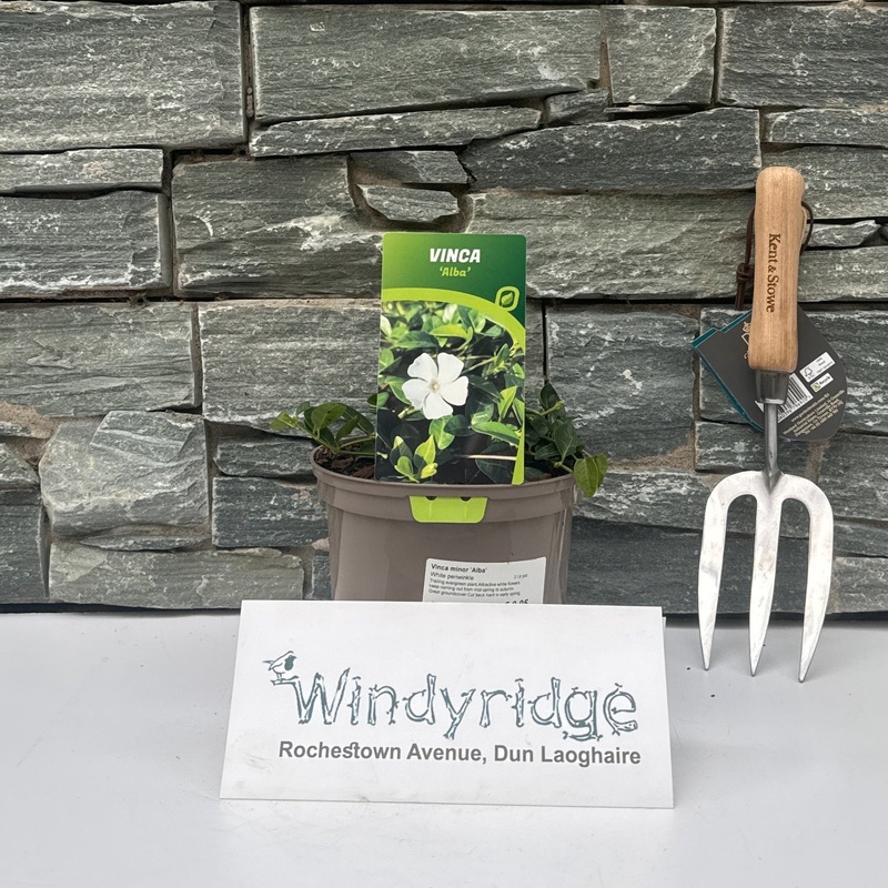 Vinca minor Alba  2 Ltr pot