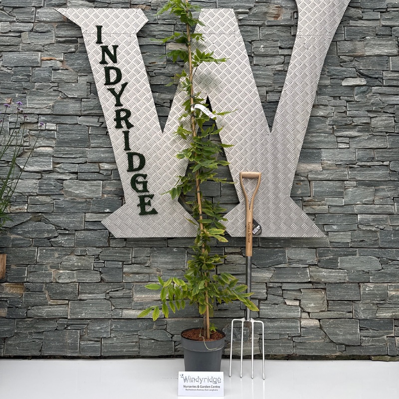 Wisteria bra. Okayama P25-(7-LTR) 175/200CM