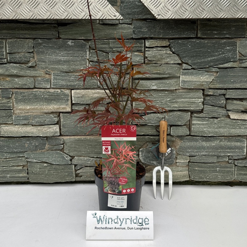 Acer palm. Peve Dave