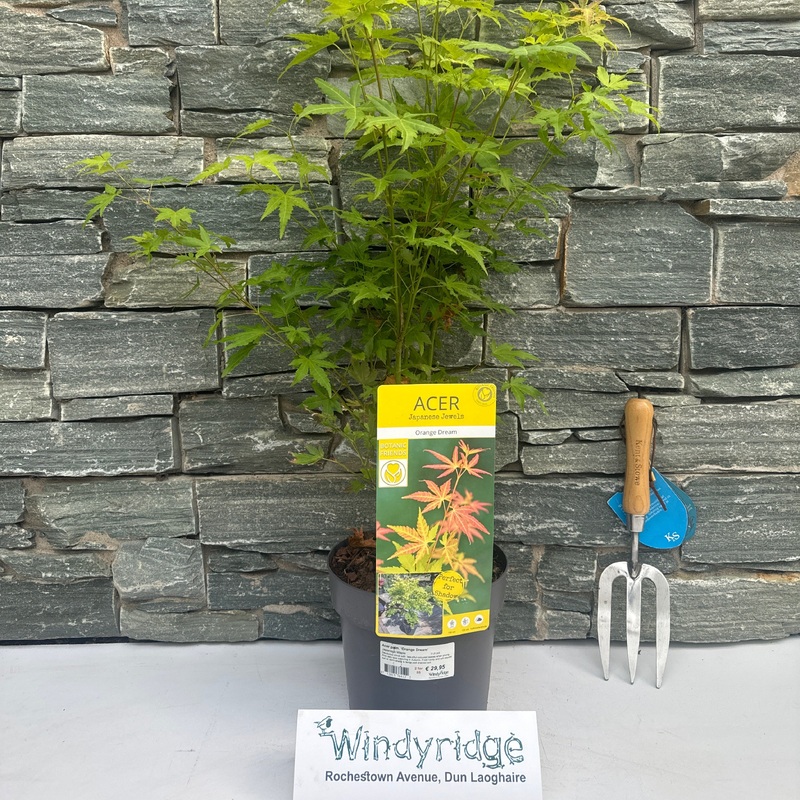 Acer palmatum Orange Dream  3 Ltr pot