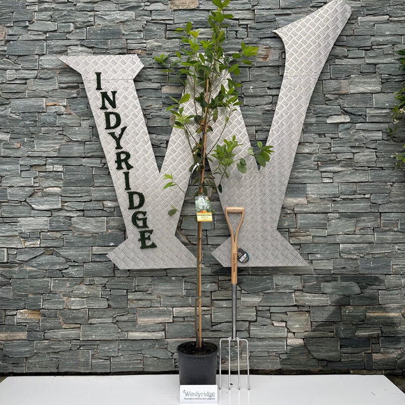 AMELANCHIER LAMARKII BALLERINA