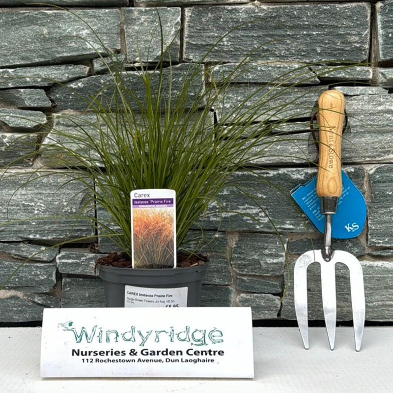 CAREX comans Prarie Fire