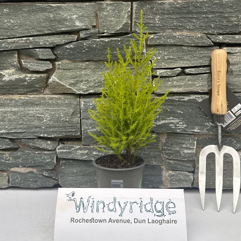 Cupressus m. (Goldcrest) Wilma 11cm Pot