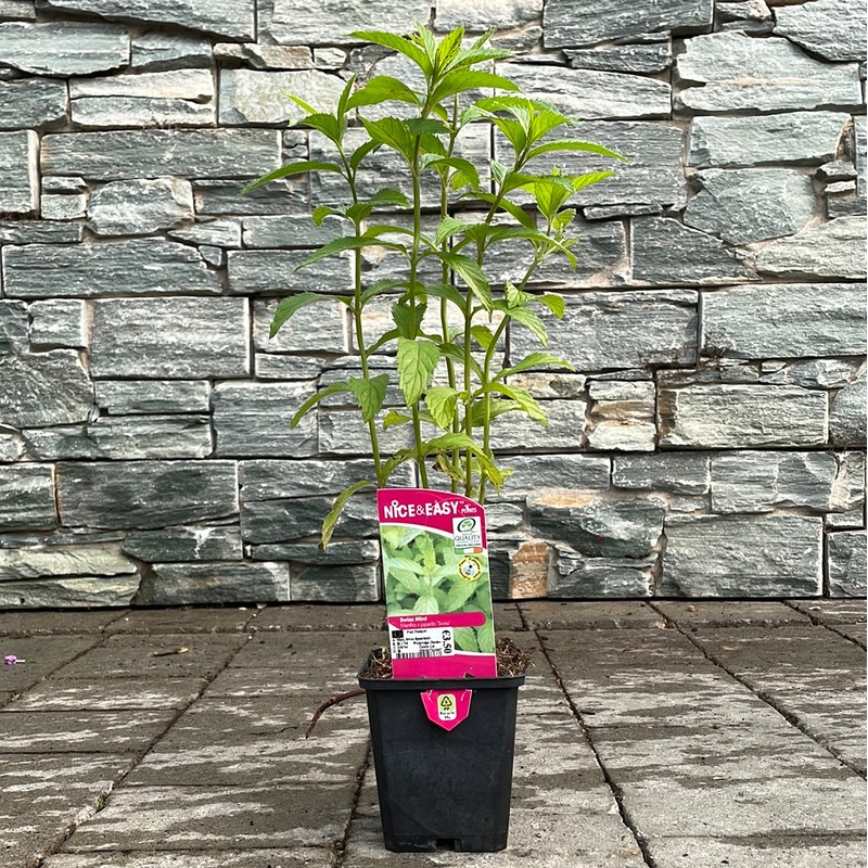 Mint Swiss Spearmint