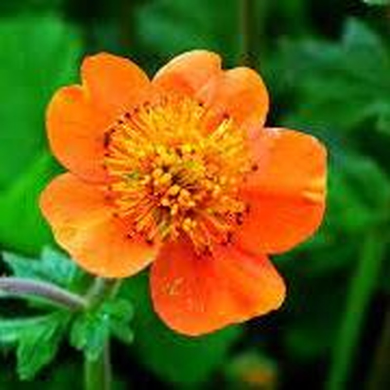 Red Avens (Geum Coccineum Borisii)
