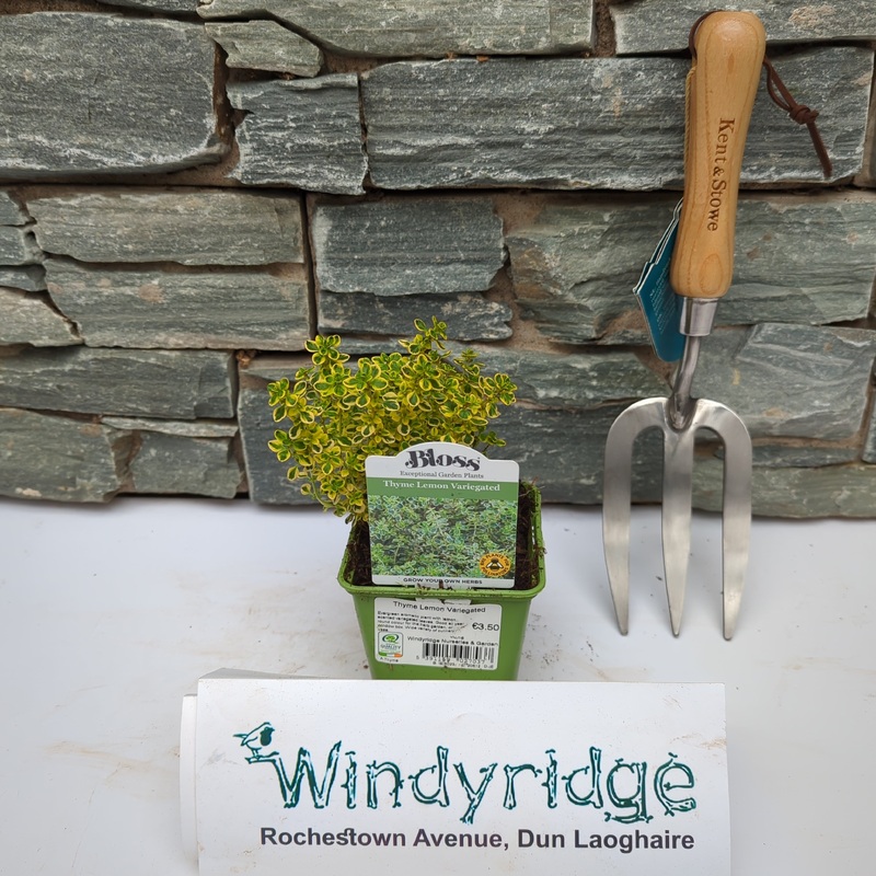 Thyme  Lemon Variegated