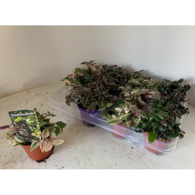 Tradescantia Tenderness  P 5,5