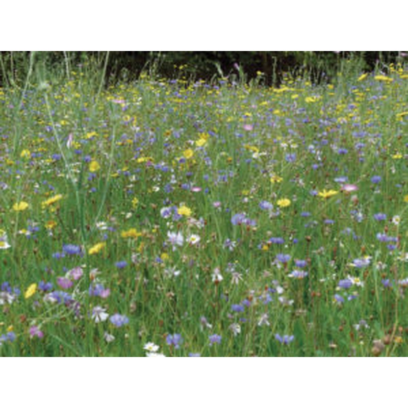 A Floral Meadow - BEES 7sqm FLOWER