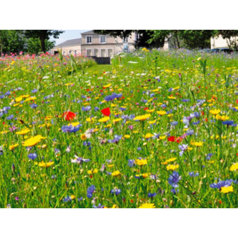 A Floral Meadow - LADYBIRDS  7sqm FLOWERS