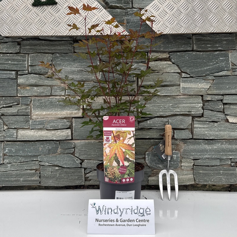 Acer palm. Redwine / 3 Ltr pot