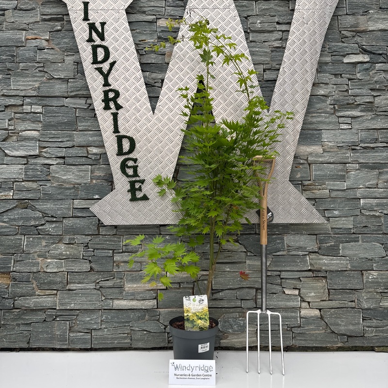 Acer shir. Jordan P26 (7.5 Ltr)