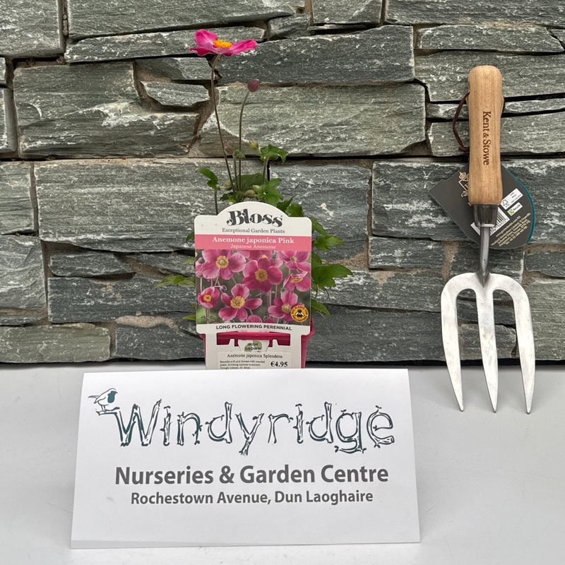 Anemone japonica Splendens 9cm