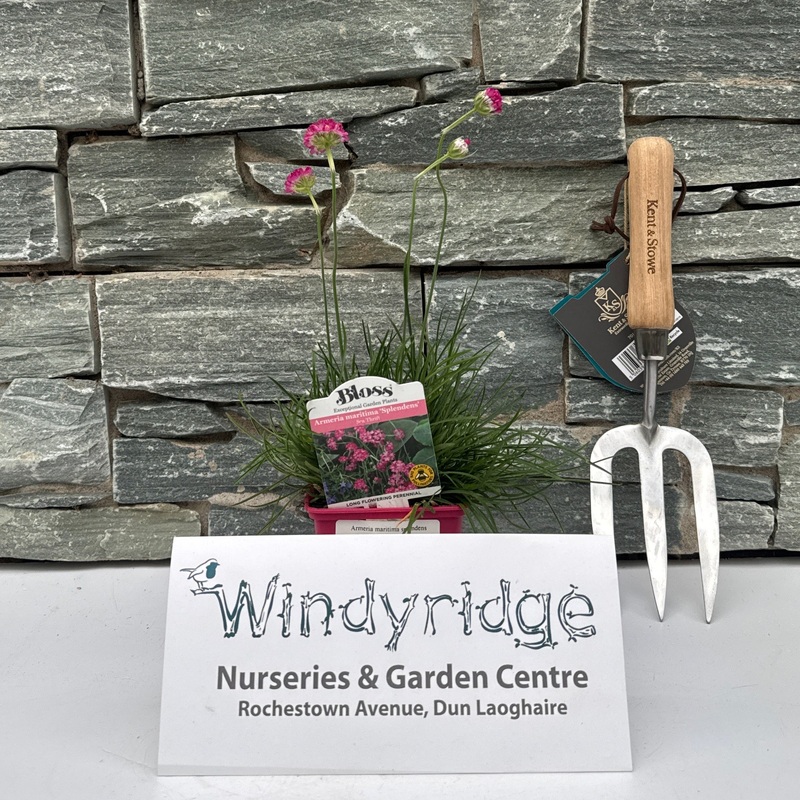 Armeria maritima splendens