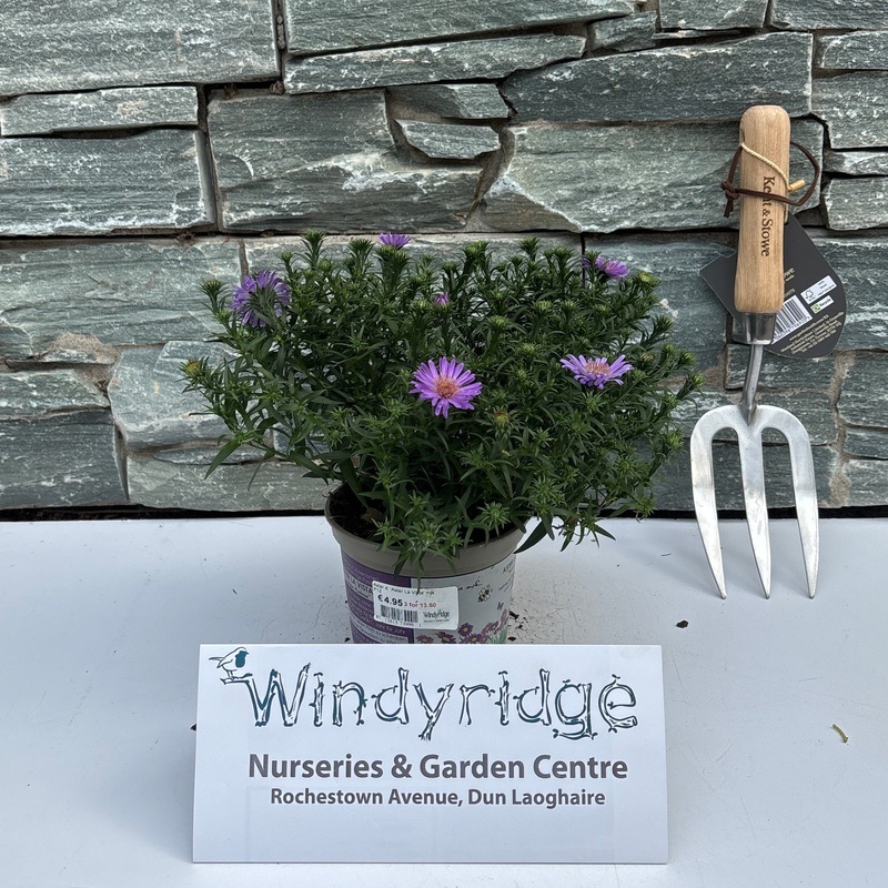 Aster d. Aster La Vista mix  P12