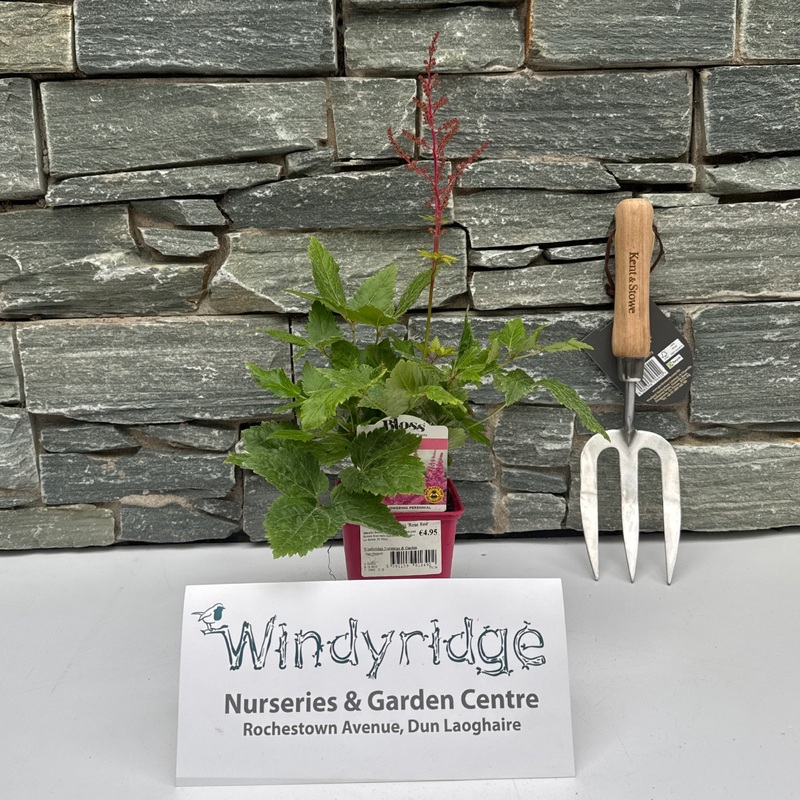 Astilbe arendsii Rose Red