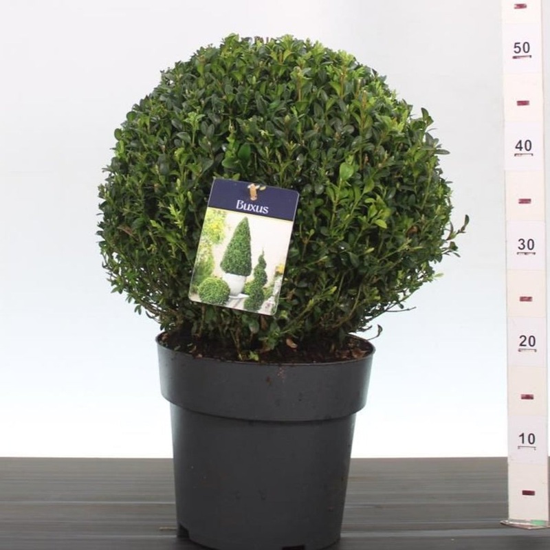 Buxus sempervirens  30-35 CM BALL D7