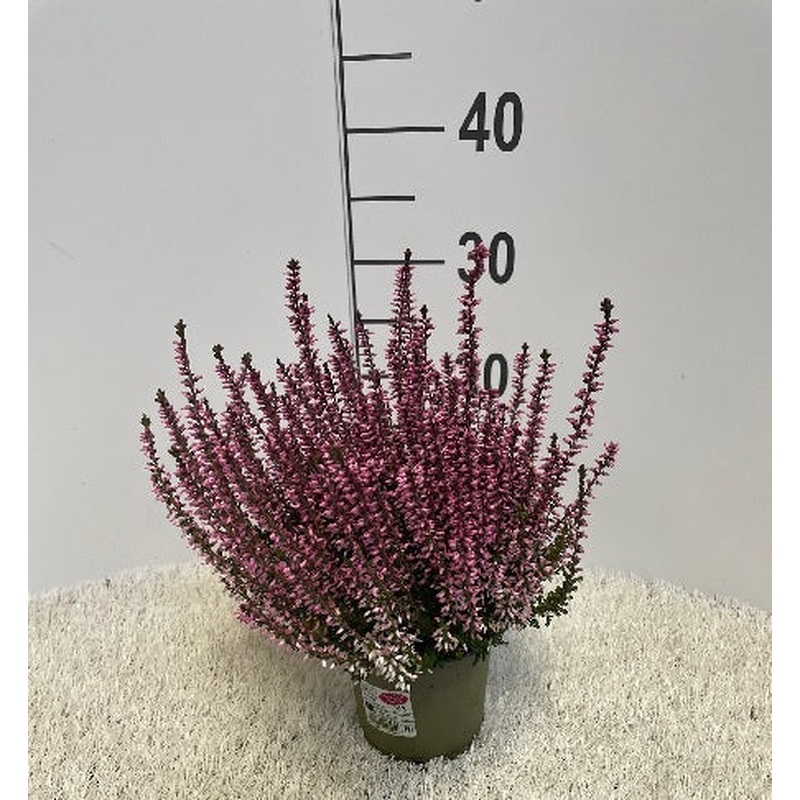 Calluna vulg. Garden Girls red  P11