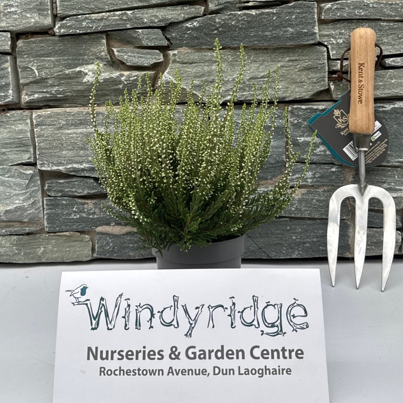 Calluna vulg. Garden Girls white  P11