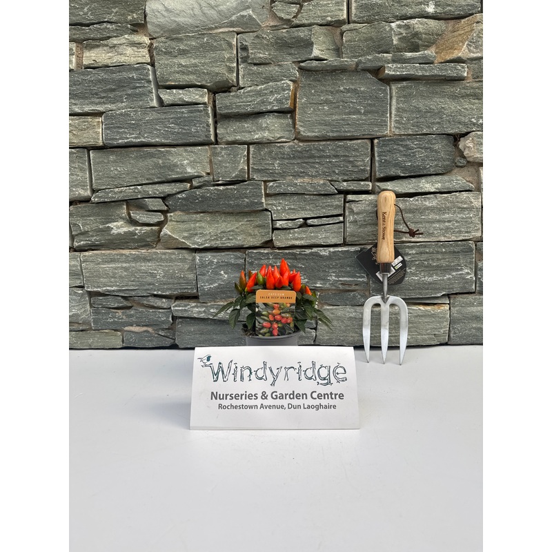 Capsicum annuum Santos Orange Sombrero