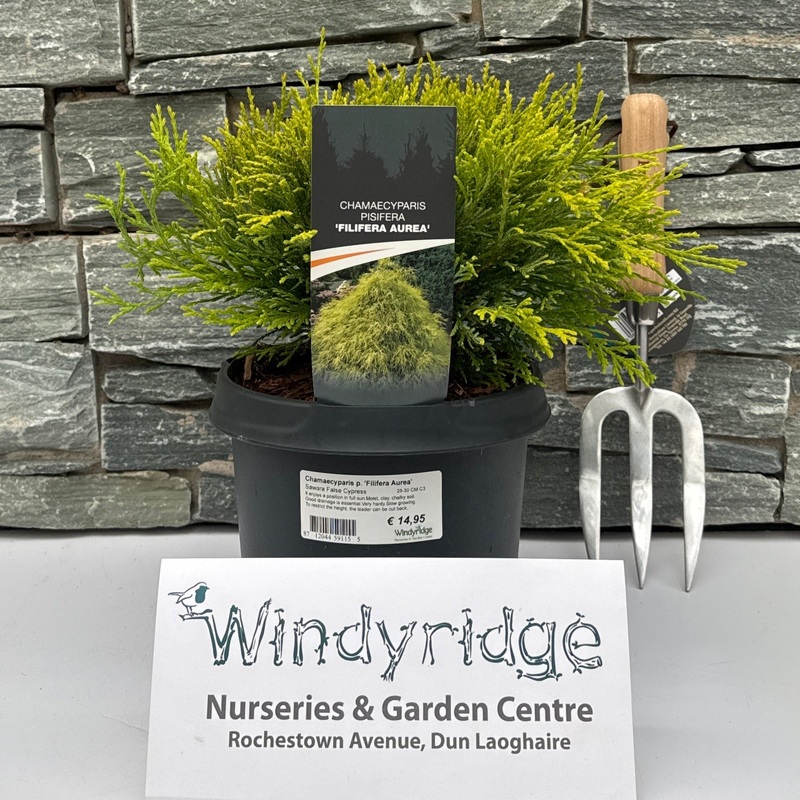 Chamaecyparis p. Filifera Aurea / 25-30 CM C3
