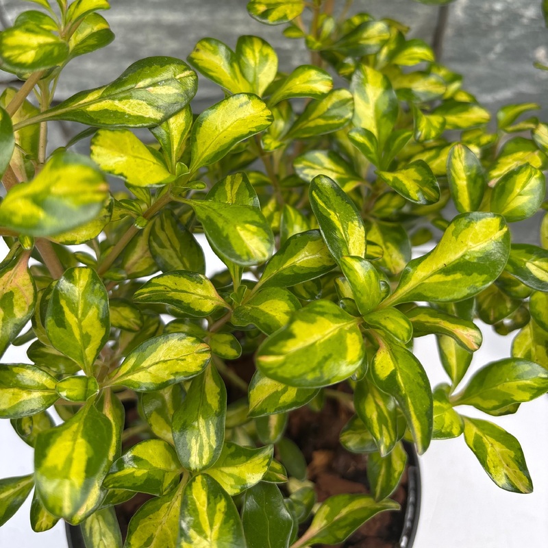 COPROSMA Lemon and Lime
