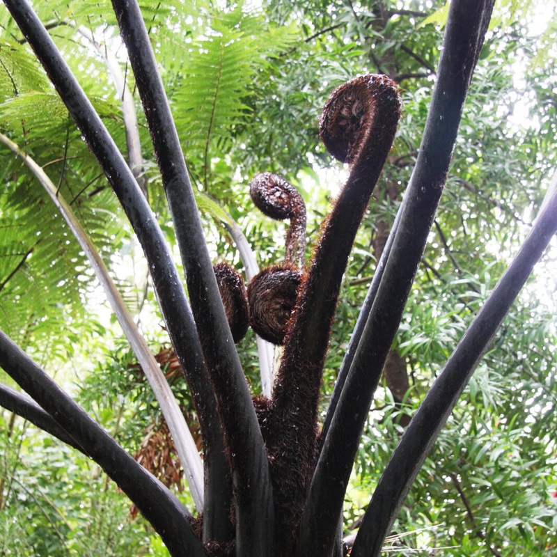 Cyathea Medullaris 60 litres pot