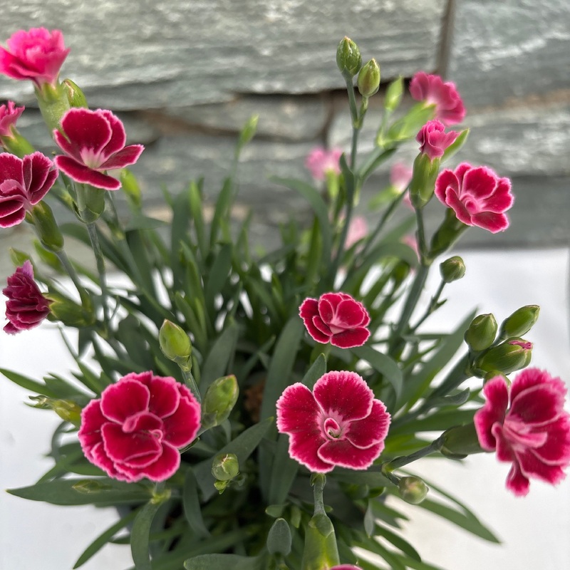 Dianthus Lucky Lips Lara   P10.5