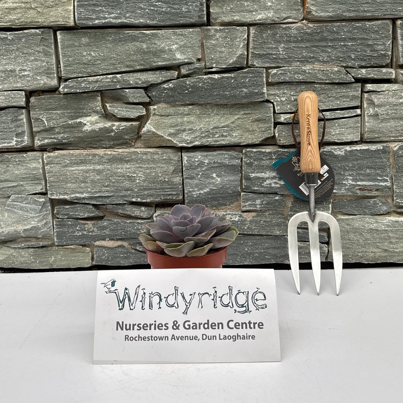 Echeveria Pearl of Neurenberg / P12