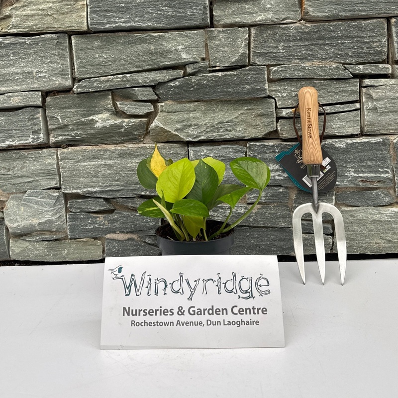 Epipremnum pinn. Tricolore  P12