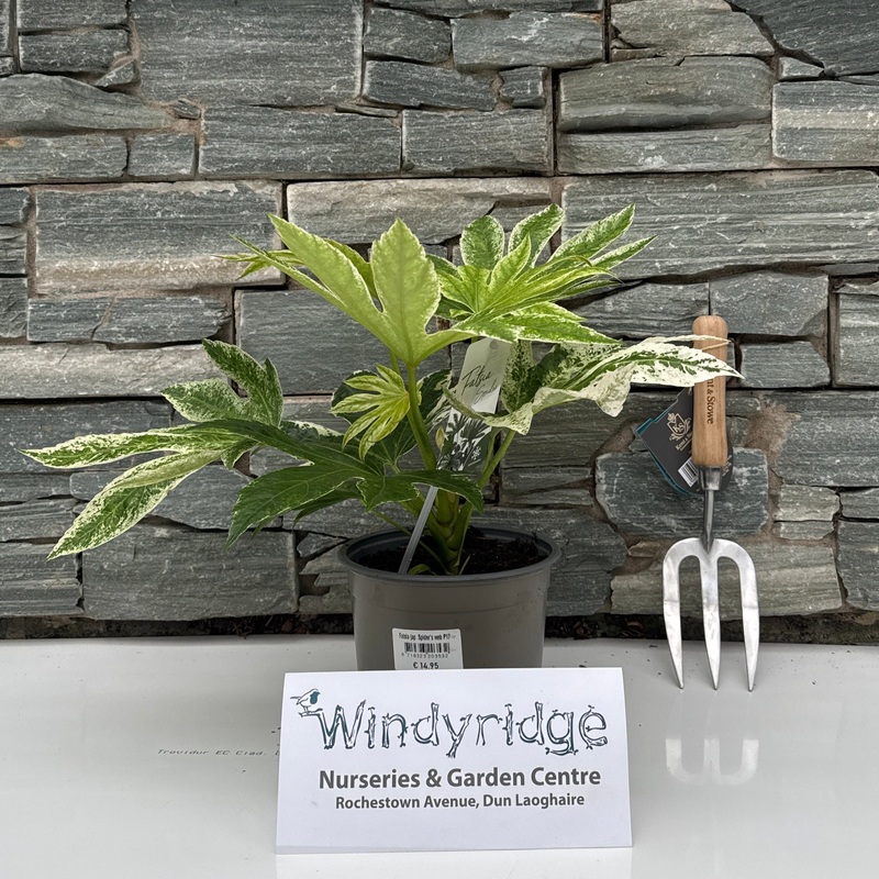 Fatsia japonica Spiders web P17 (2 Ltr)