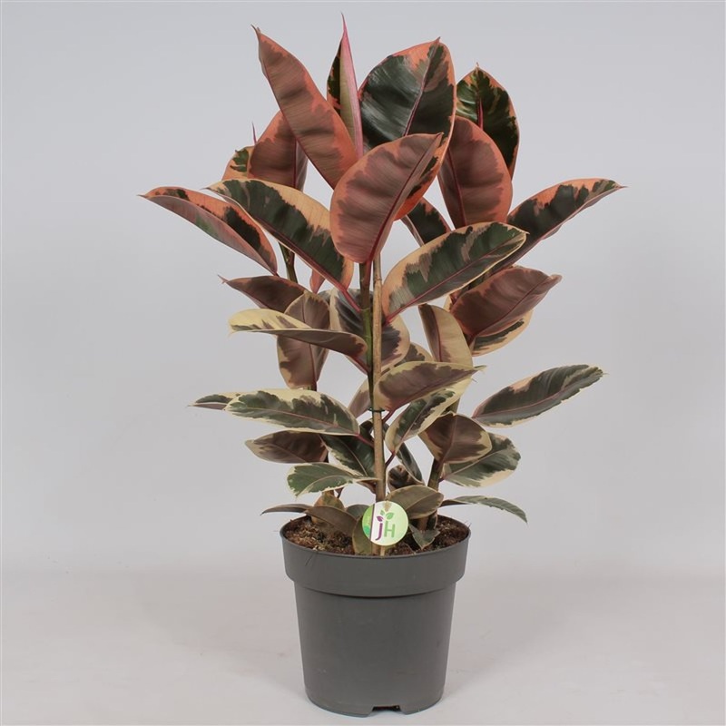 Ficus elastica Belize  P27