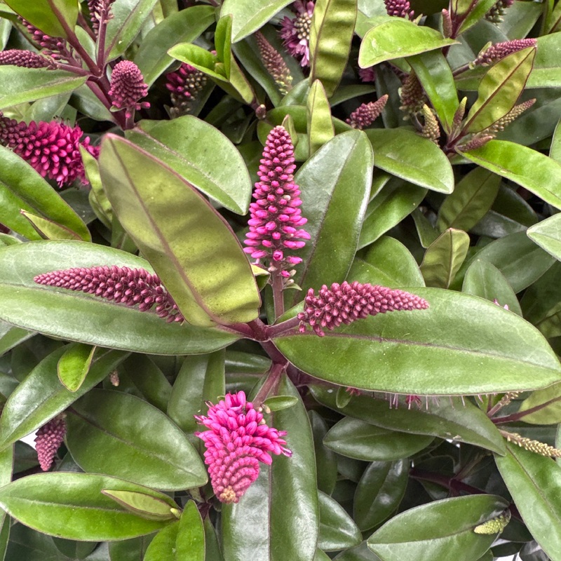 Hebe Kiwi in varieties P23 (5 Ltr) 45cm