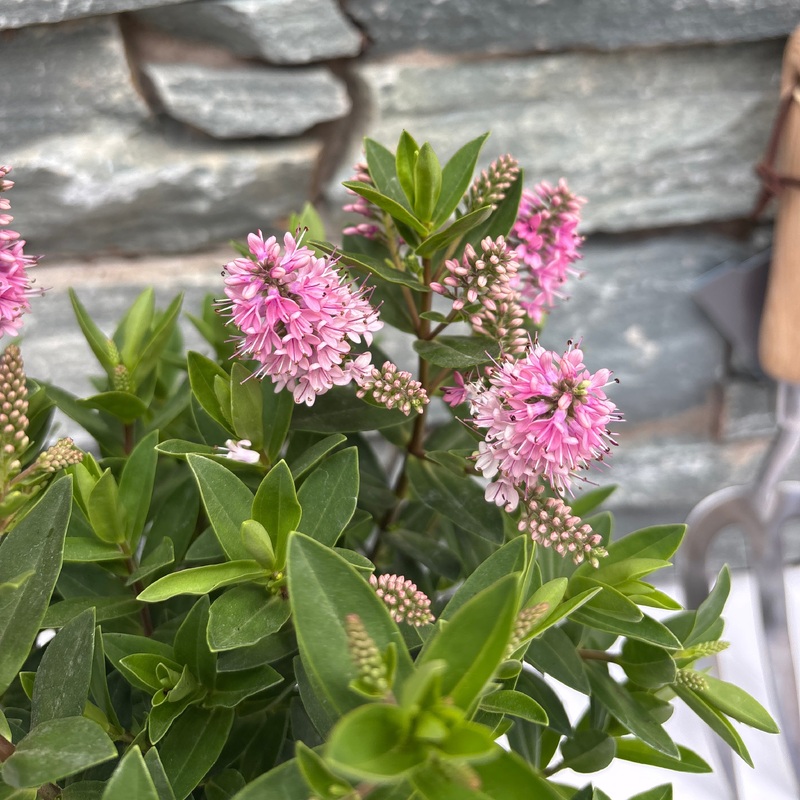 HEBE x hyb. All Blooms Roxa