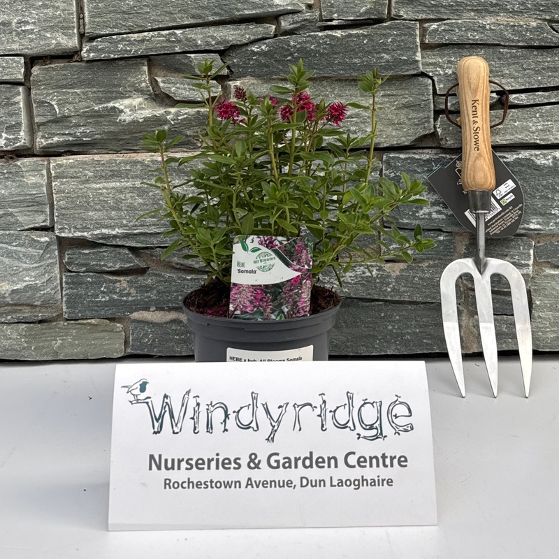 HEBE x hyb. All Blooms Somala