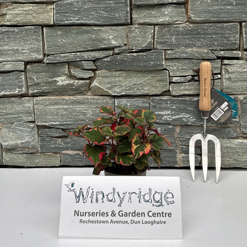 Houttuynia cord. Chameleon