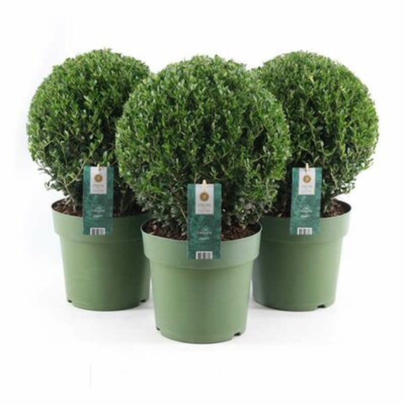 Ilex cre. Jenny P27-(9-LTR) Ball-40CM