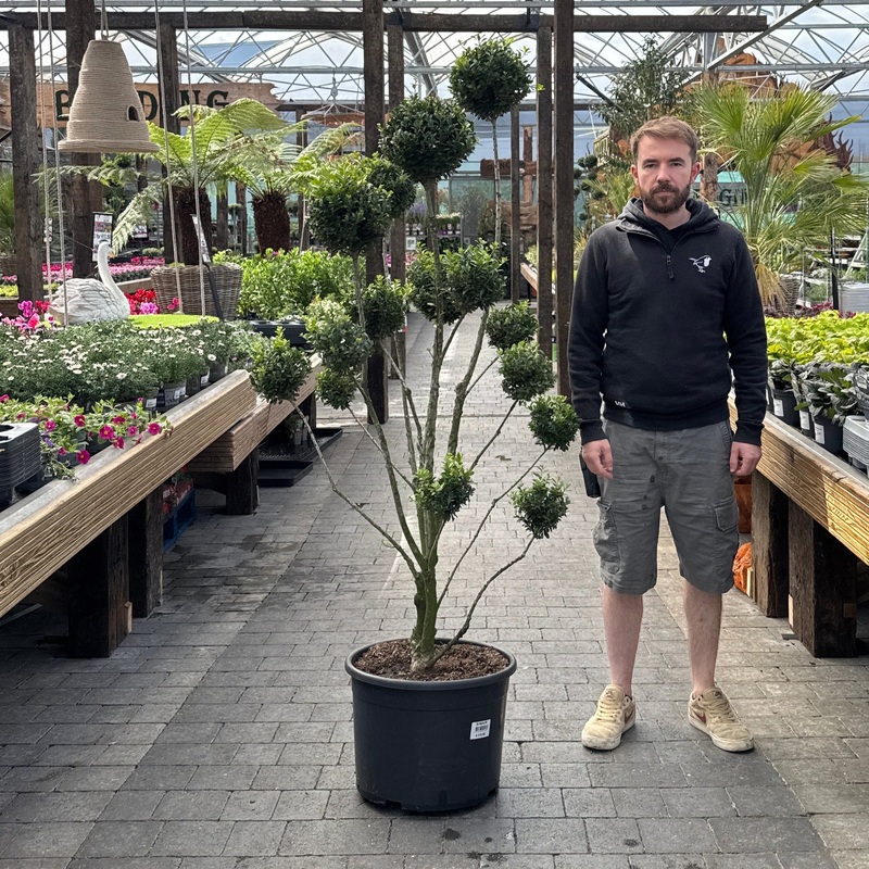 Ilex cre. Maxima P40-(32-LTR) PONPON-125/150