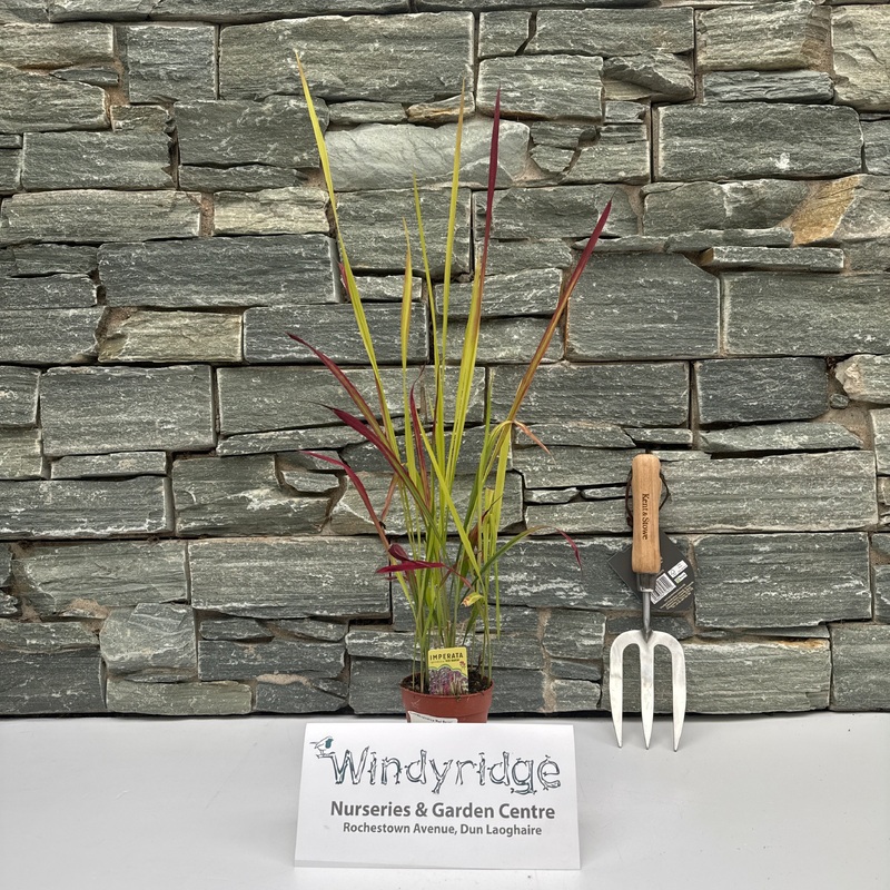 Imperata cylindrica Red Baron