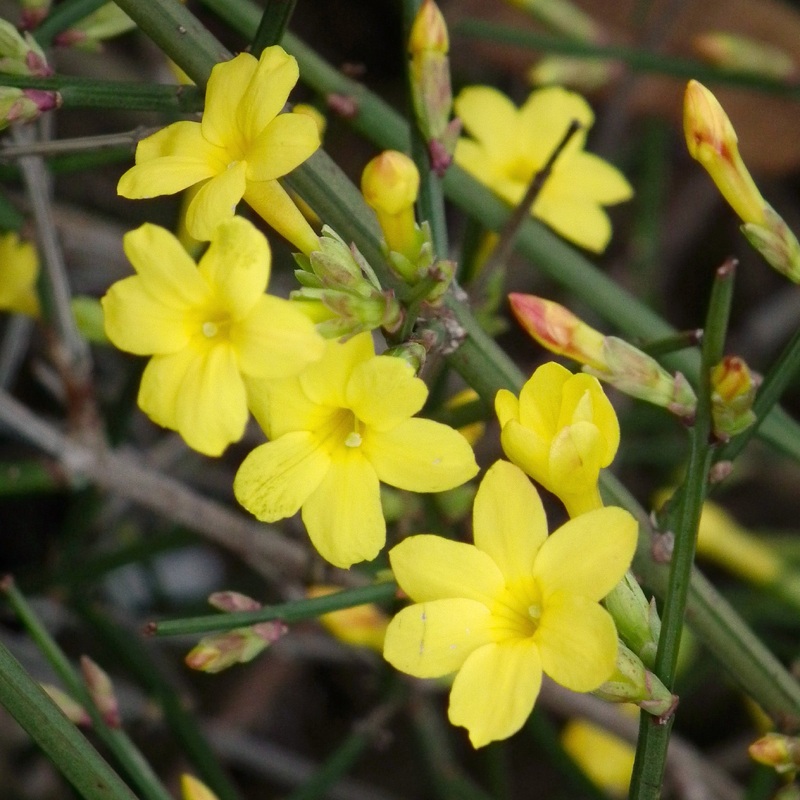 JASMINUM NUDIFLORUM